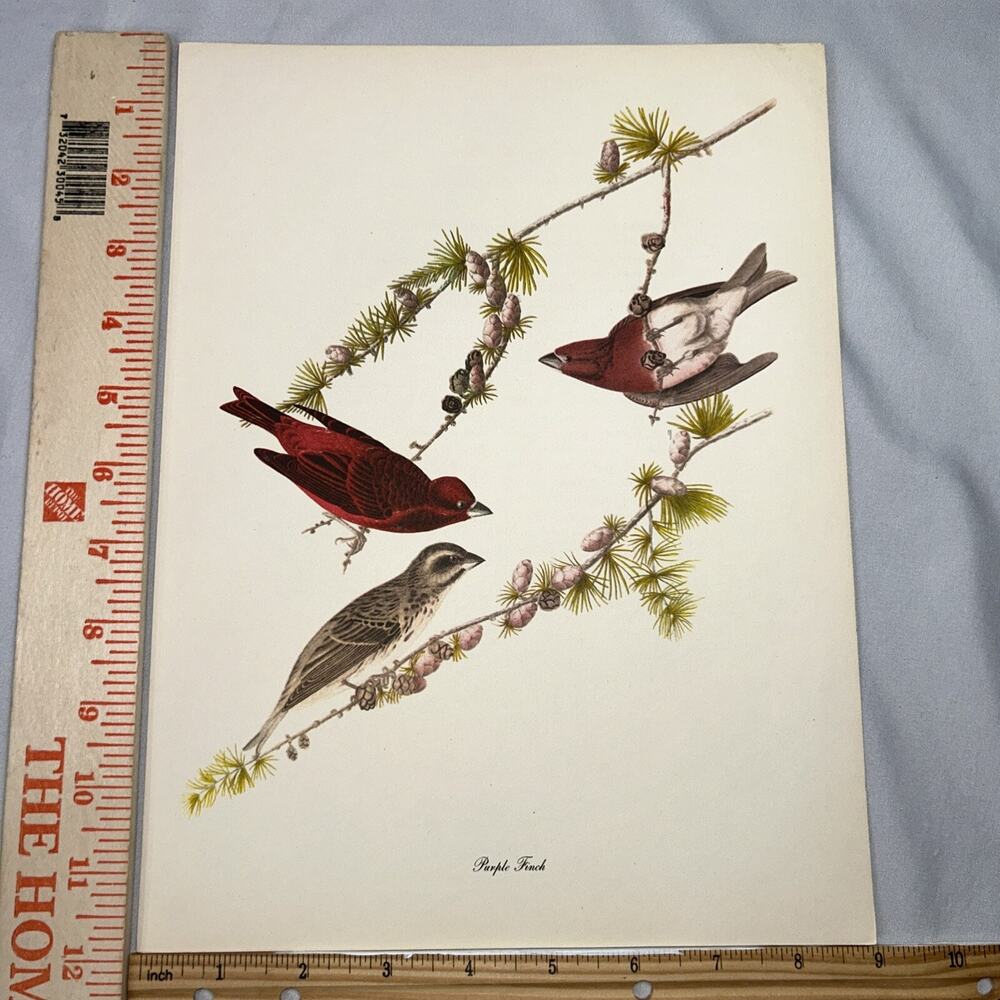 Purple Finch Book Print Roger Tory Peterson Audubon Birds of America